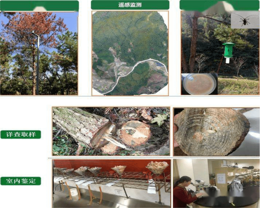松材线虫病的那些事儿_传播_松树_我国