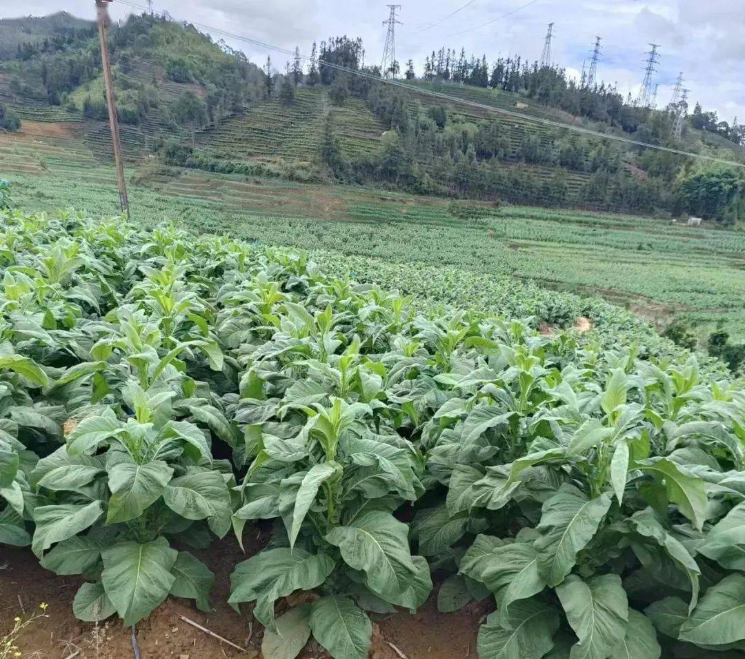 种植_阮恩明_烤烟