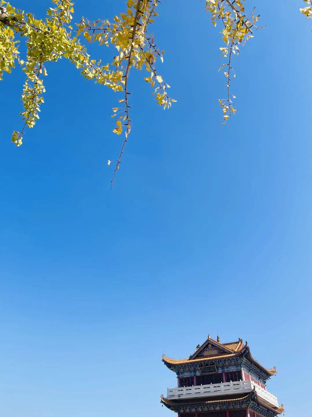 黄石第一波银杏黄啦