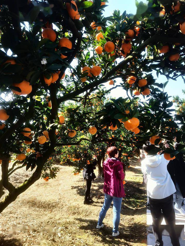 柑橘博览园的简介图片