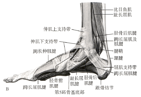 足踝關節解剖丨骨骼,關節,軟組織_韌帶_白箭_顯示