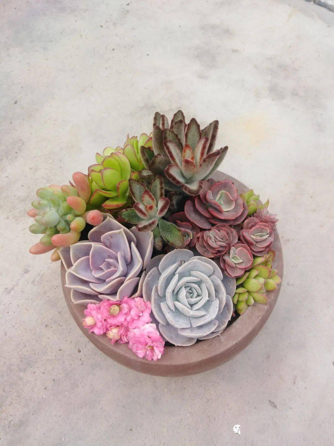 知识园地 | 有一种多肉叫月兔耳,软萌可爱似兔耳~_叶片_种植_茸毛