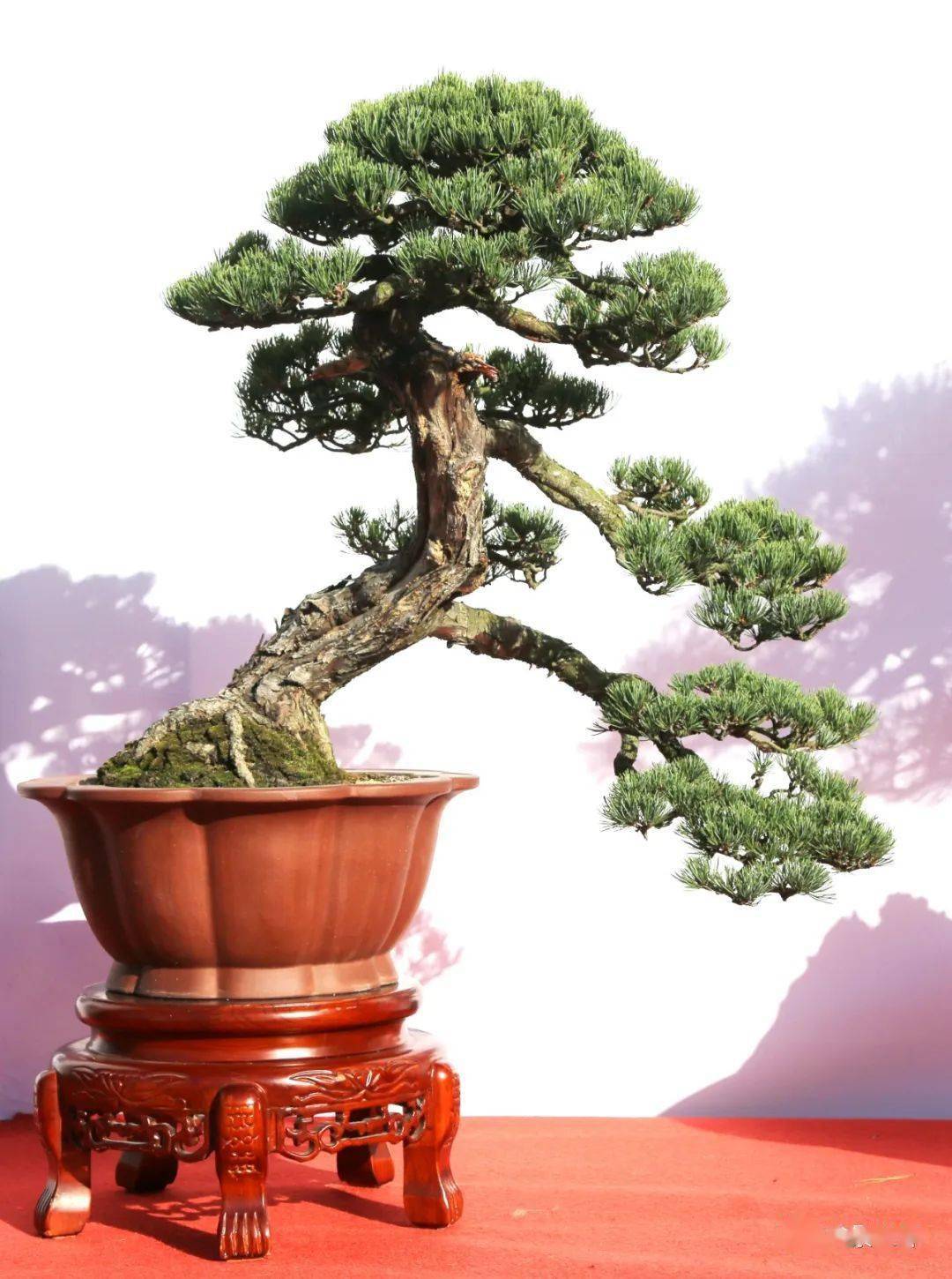 温州市第十四届盆景艺术展览获奖作品全集_cm_真柏_协会会长