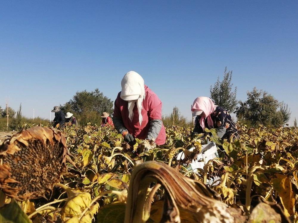 盐碱地里"油葵香"_改良_格尔木市_种植