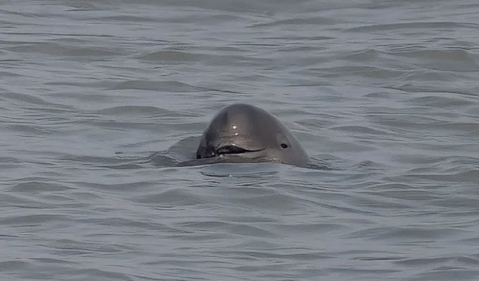 "听声辨豚",快来南通听它们的"悄悄话"_监测_江豚_设备