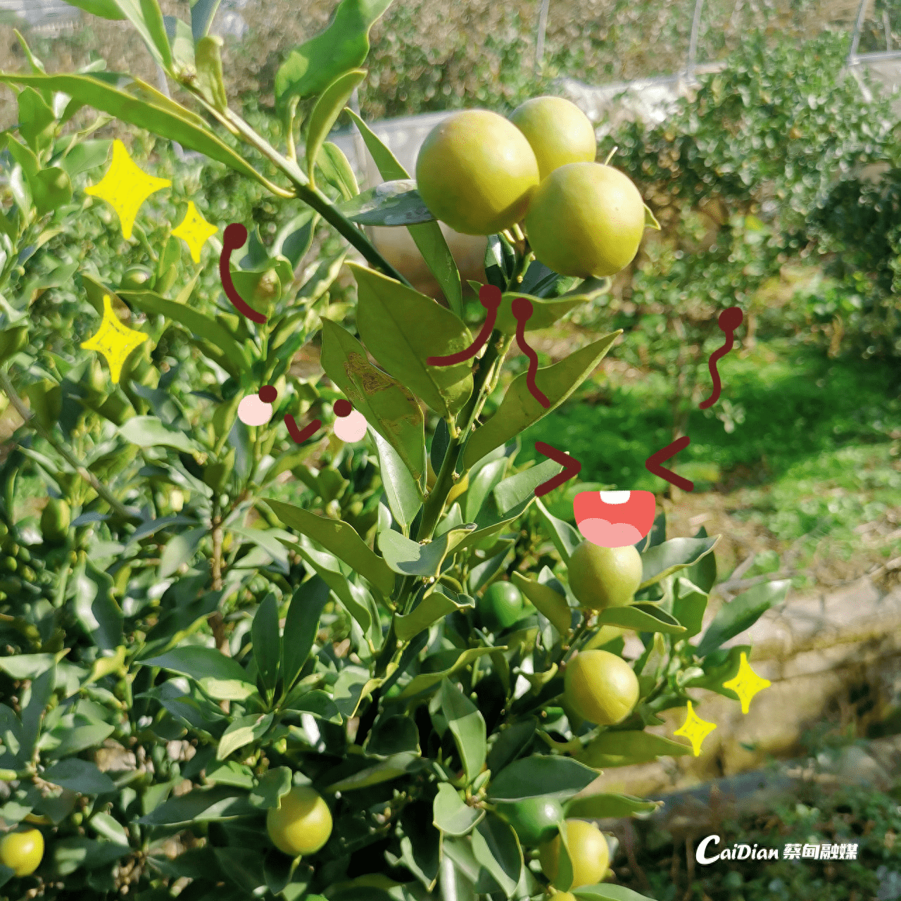 武汉蔡甸:金钱橘喜丰收 甜蜜滋味满枝头_种植_白湖_果园