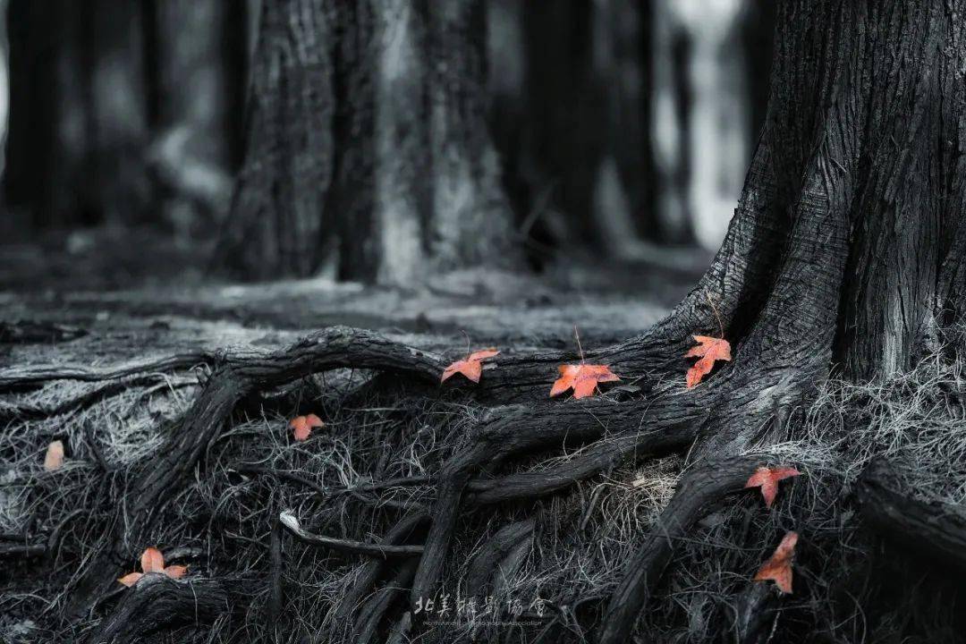 陈虹渐变秋叶    摄影:王麓怡静    摄影:易虎影摄影:其乐蓉蓉秋意