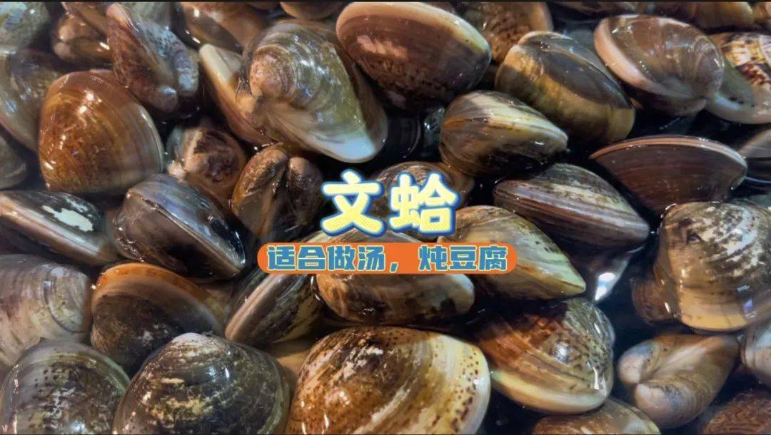 文蛤、油蛤、花蛤……这些贝类小海鲜你会分辨吗?_个头_温州_花甲