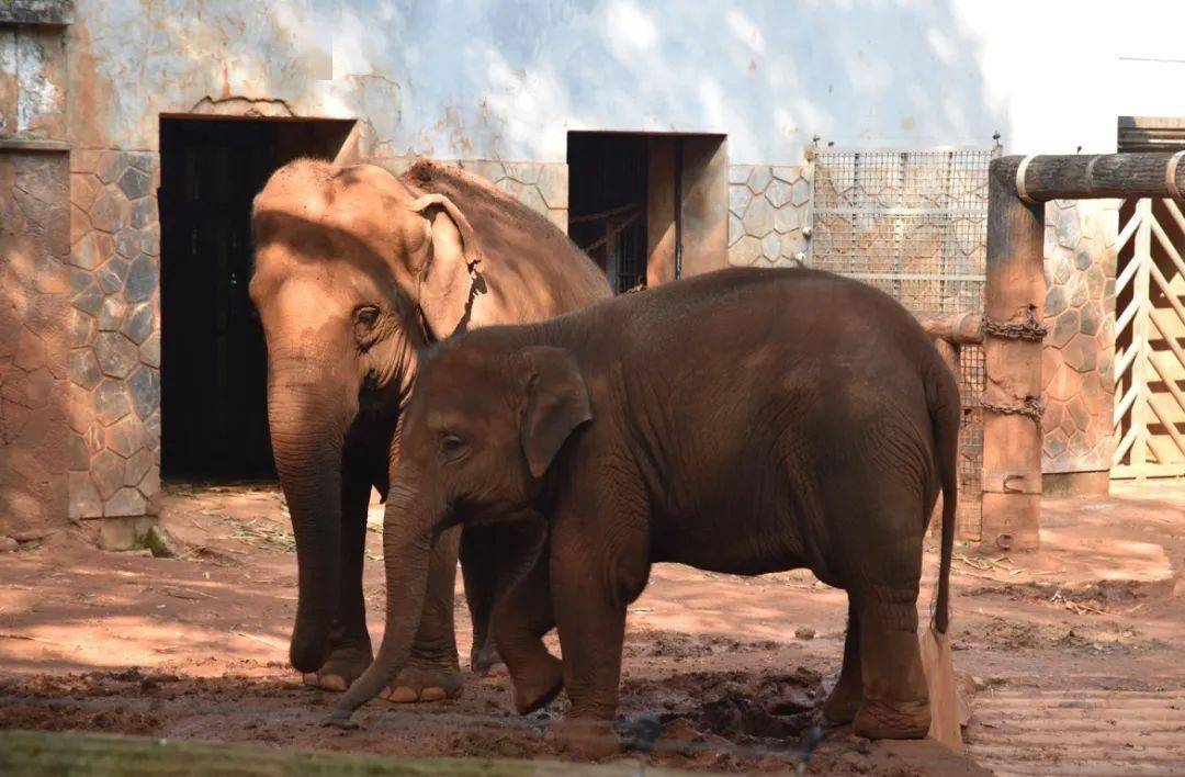 【动物情报站】重量级小哥哥入住杭州动物园,它将会在这里邂逅一段