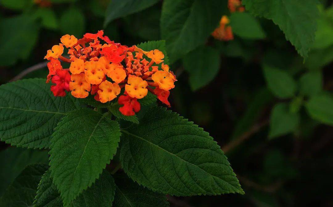 防范外来物种入侵丨最美的入侵植物马缨丹_果实_我国_有毒