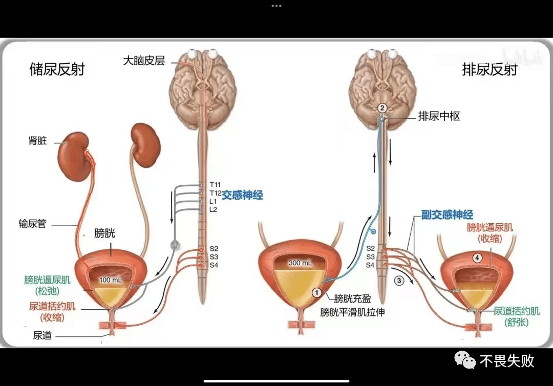 一文读懂“排尿反射及憋尿”具体详细过程_尿道_括约肌_膀胱