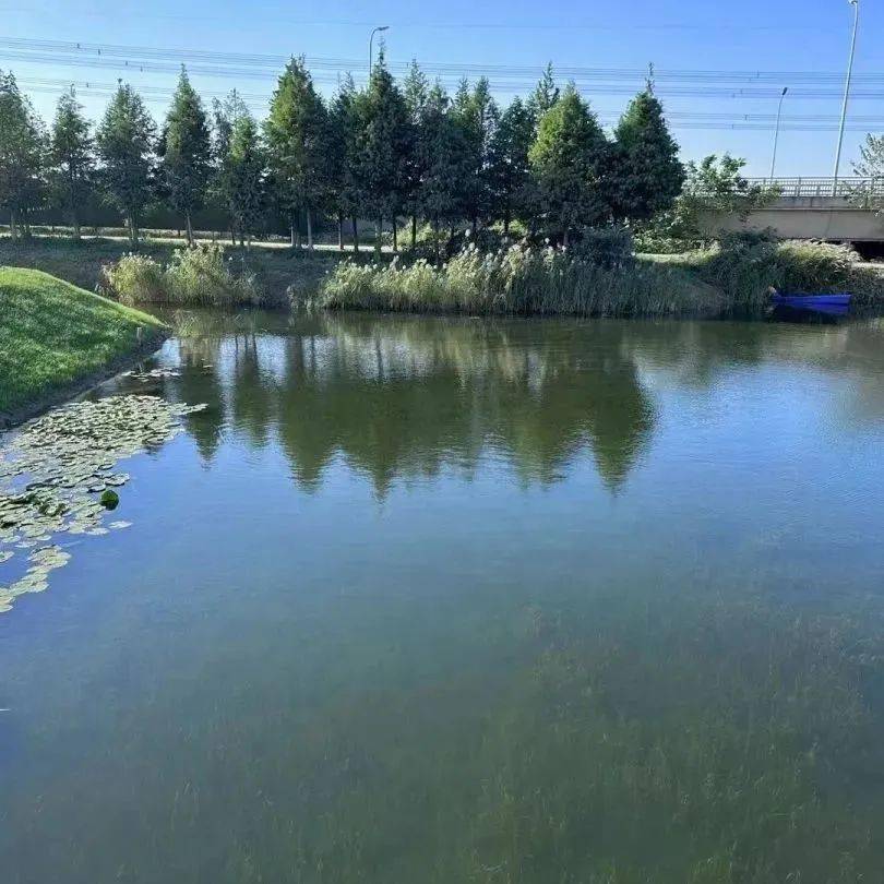 西氿湿地公园芳容初现_生态_项目_水体