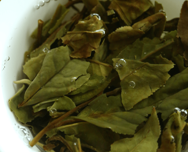 在冲泡过程中,经吸水浸润而舒展,或似春笋,或如雀舌,或若兰花或像墨菊