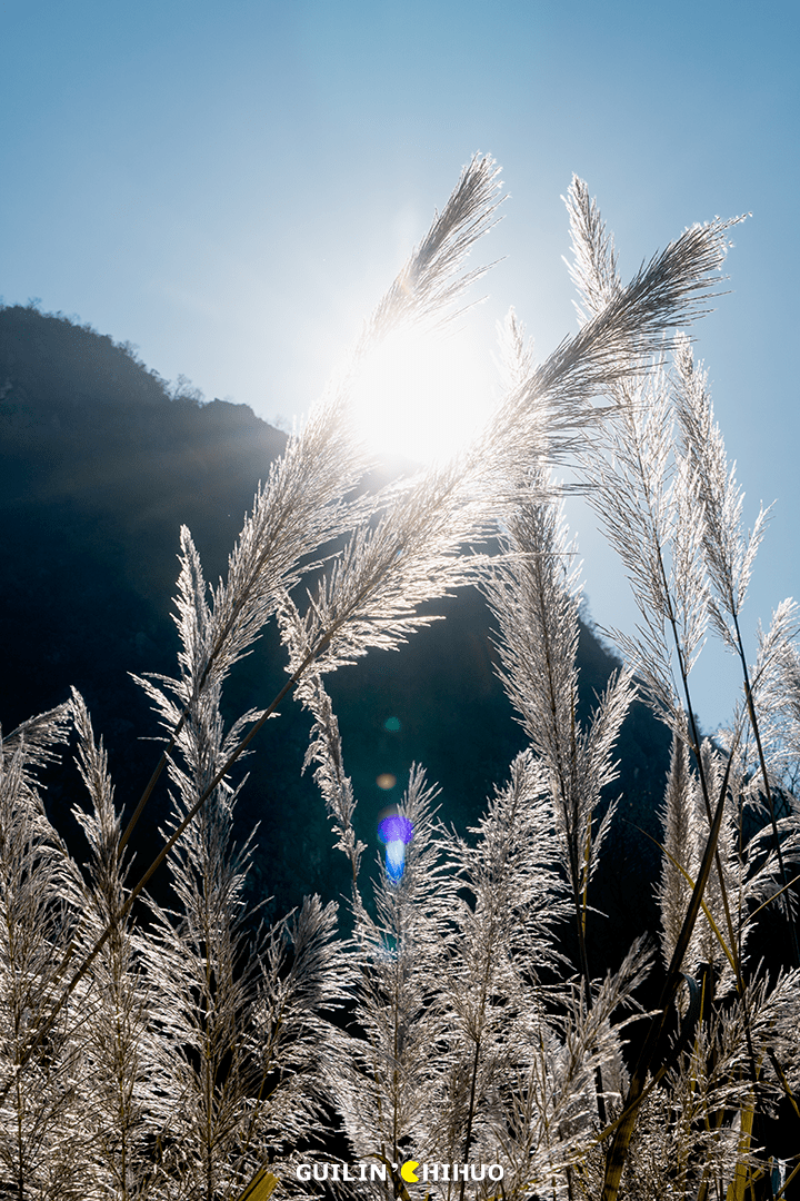 桂林惊现大片芦花!人少景美,绵延4公里!