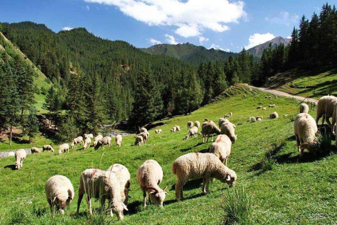 【中央生态环境保护督察进行时】"肃南模式"入选第二批全国农业绿色