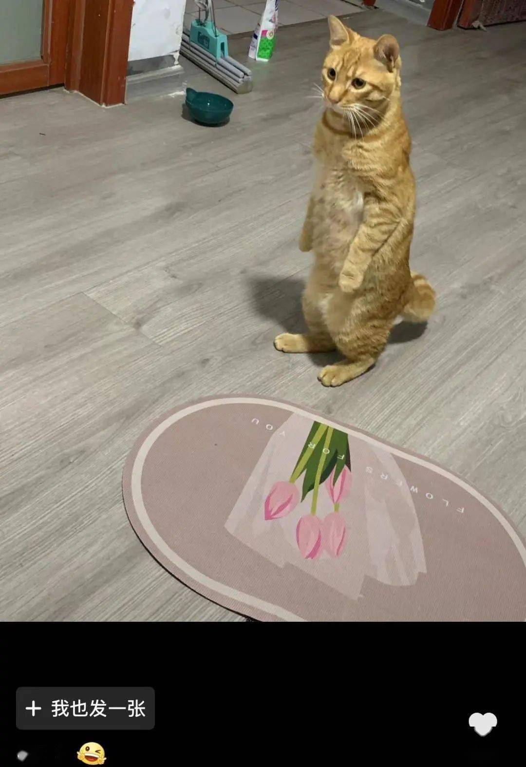 小猫长了张妙龄少女的脸,往下一看,脚比脸长,37码大脚丫_猫猫_哺乳