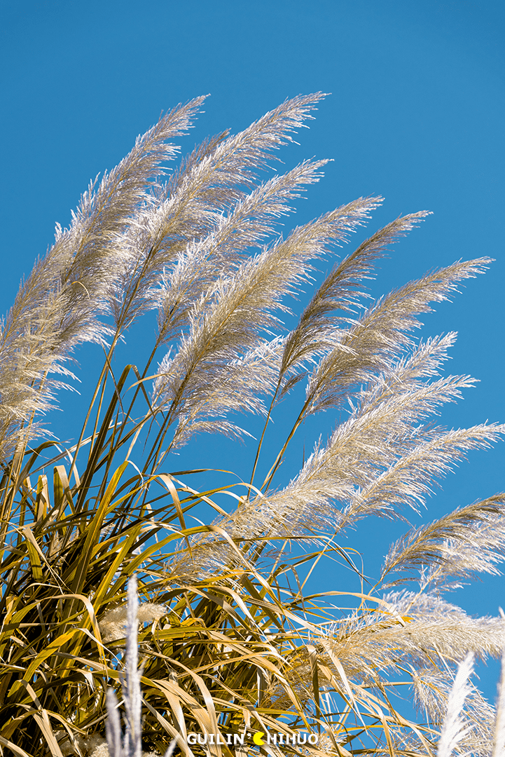 桂林惊现大片芦花!人少景美,绵延4公里!