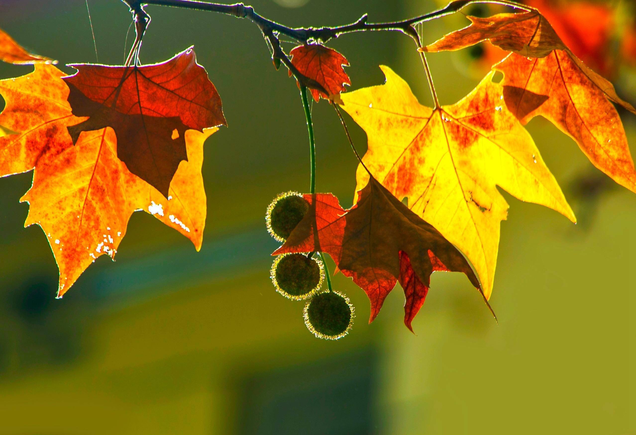 河南鲁山:那年栽下梧桐树 今日斑斓一座城_马进伟_新区_江河