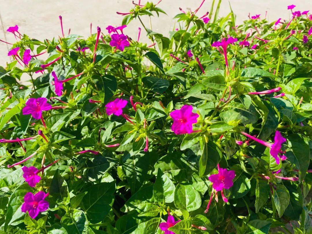 虎頭蘭_花冠_草本植物