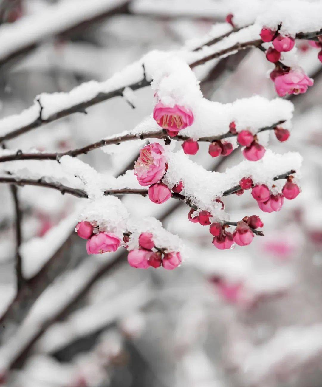 自带一种清冷的风雅,点点红梅,雪中怒放