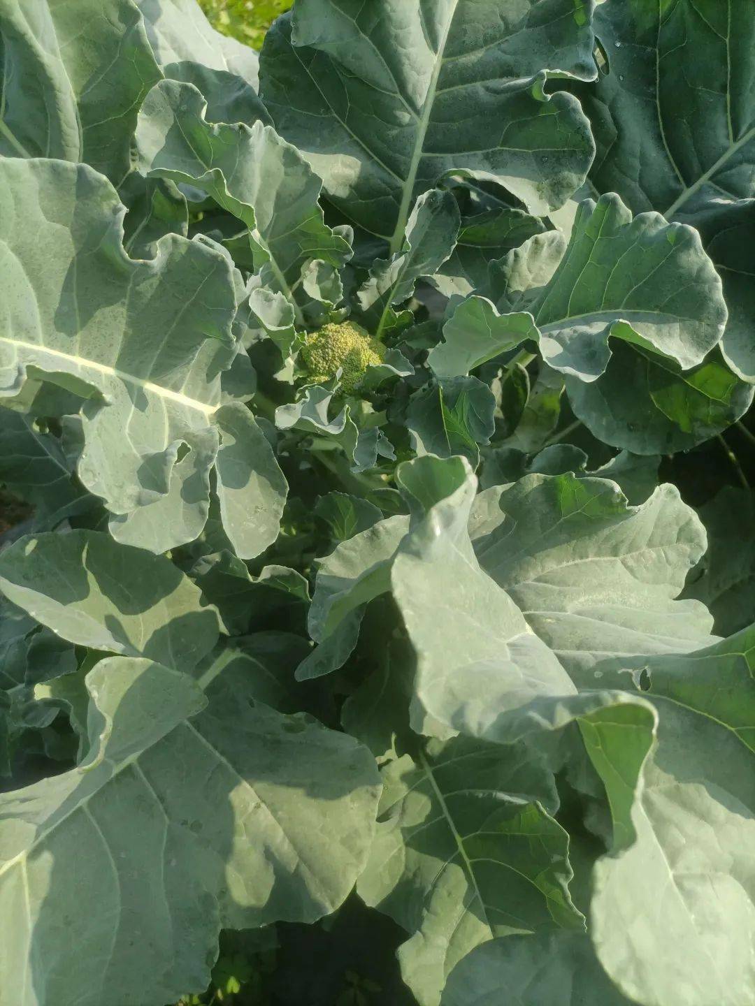 邹学校院士,徐家炳研究员,梁训义研究员等国家级育种专家为高级技术