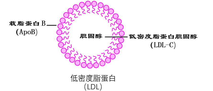 lp(a)是一類獨立的由肝臟合成的脂蛋白,也可以滲透到動脈內膜,與動脈