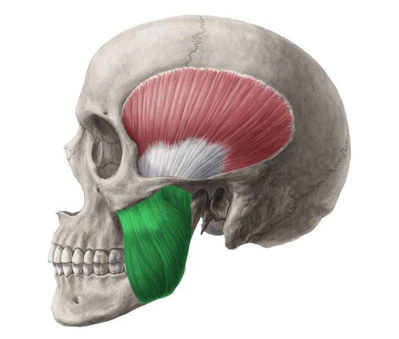 人体中最强健的一块肌肉,其实也很脆弱_下颌部_关节_下巴