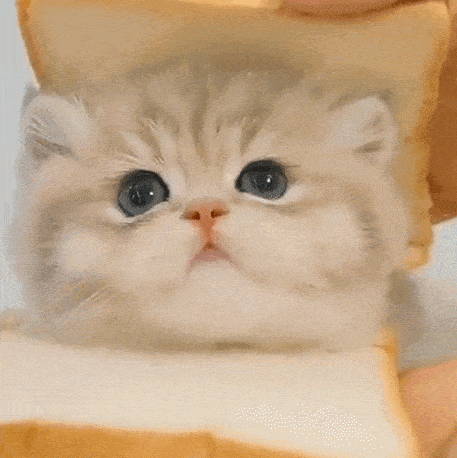 让我来!丨第857期喵表情包_侵权_网络_图片