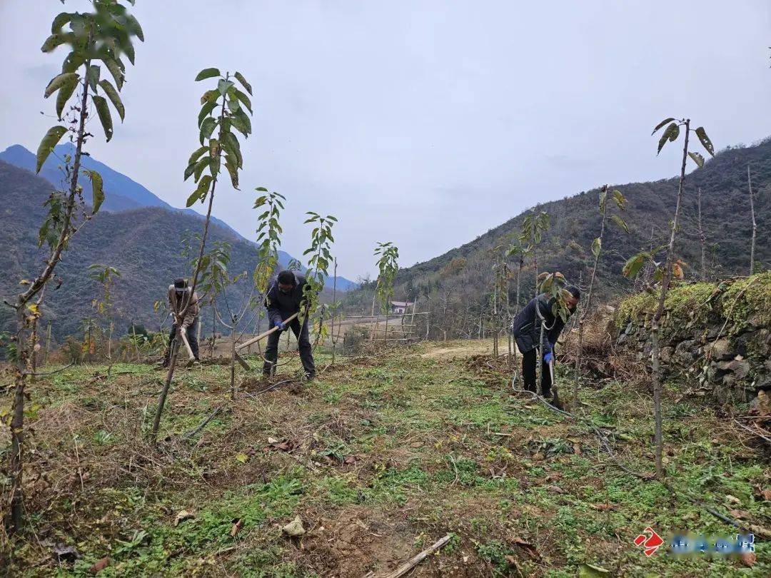 魅力鄉鎮|柴坪鎮:櫻桃園區科管忙_技術活_新品種_鎮安縣