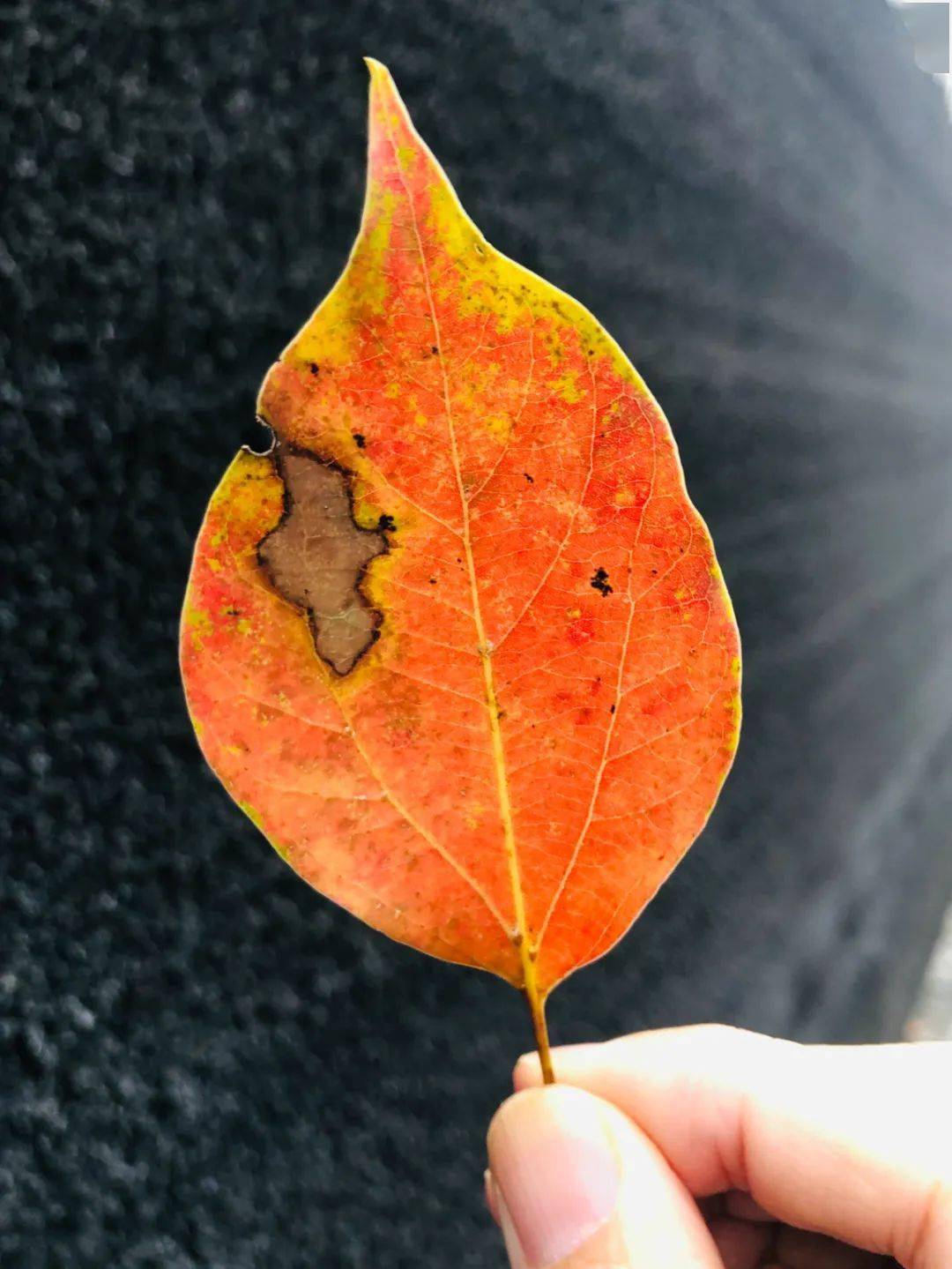 叶语拾得(之十四):没有什么能够阻挡一颗向死而生的心_生活_时候_想法