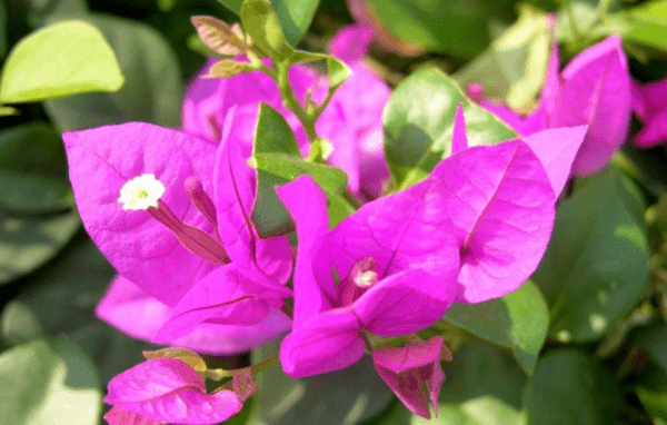 【本月花讯】十一月花讯_形态_木本植物_特征