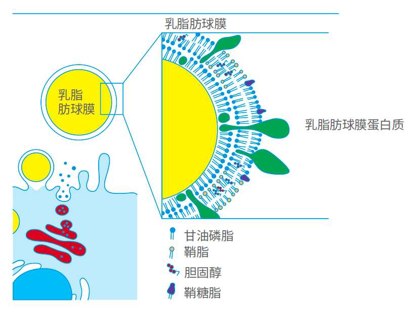 乳脂肪球膜結構比較複雜,是由磷脂,鞘脂及多種蛋白質組成的三層結構.