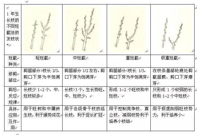 苹果树修剪手法讲解