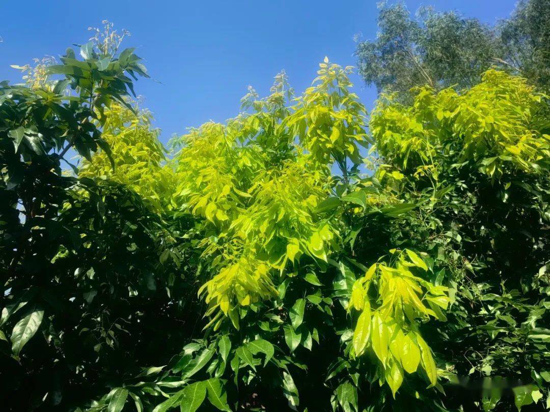 陈厚彬提醒广大荔农,外来入侵植物微甘菊有疯长的现象,荔农需在种子