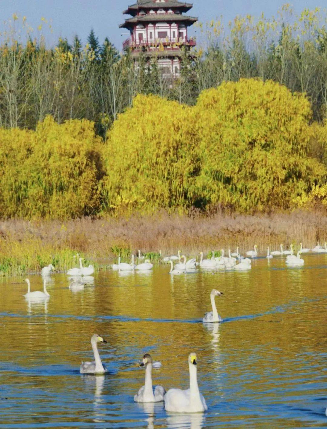 【登封康辉】丨白天鹅之旅,地坑院之约_三门峡_陕州_文明