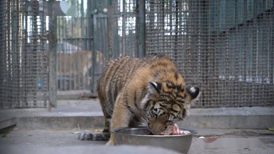 枣庄动物园也开始整"花活",期待动物门的直播网红出现_游客_铁锅_姐妹