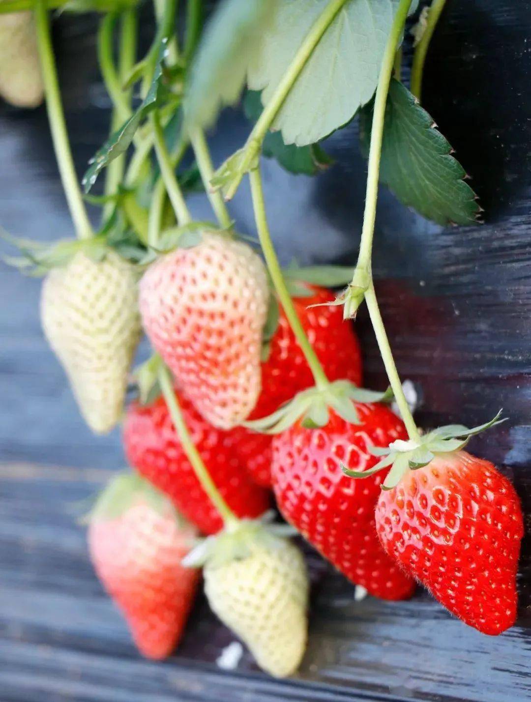 冬日里的"莓"好时光,海阳头茬草莓"抢鲜"上市_种植_大棚_产业