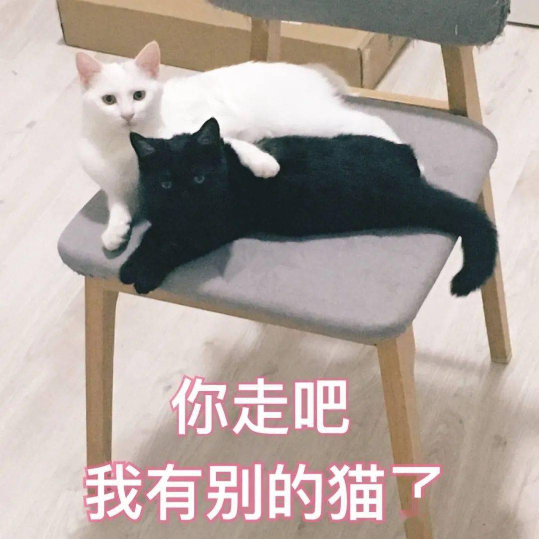 猫咪叫女儿表情包图片