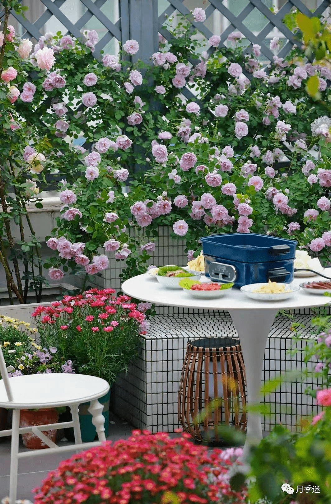 15款经典藤本月季品种推荐,看看你养了哪款?_阳台_花园_庭院