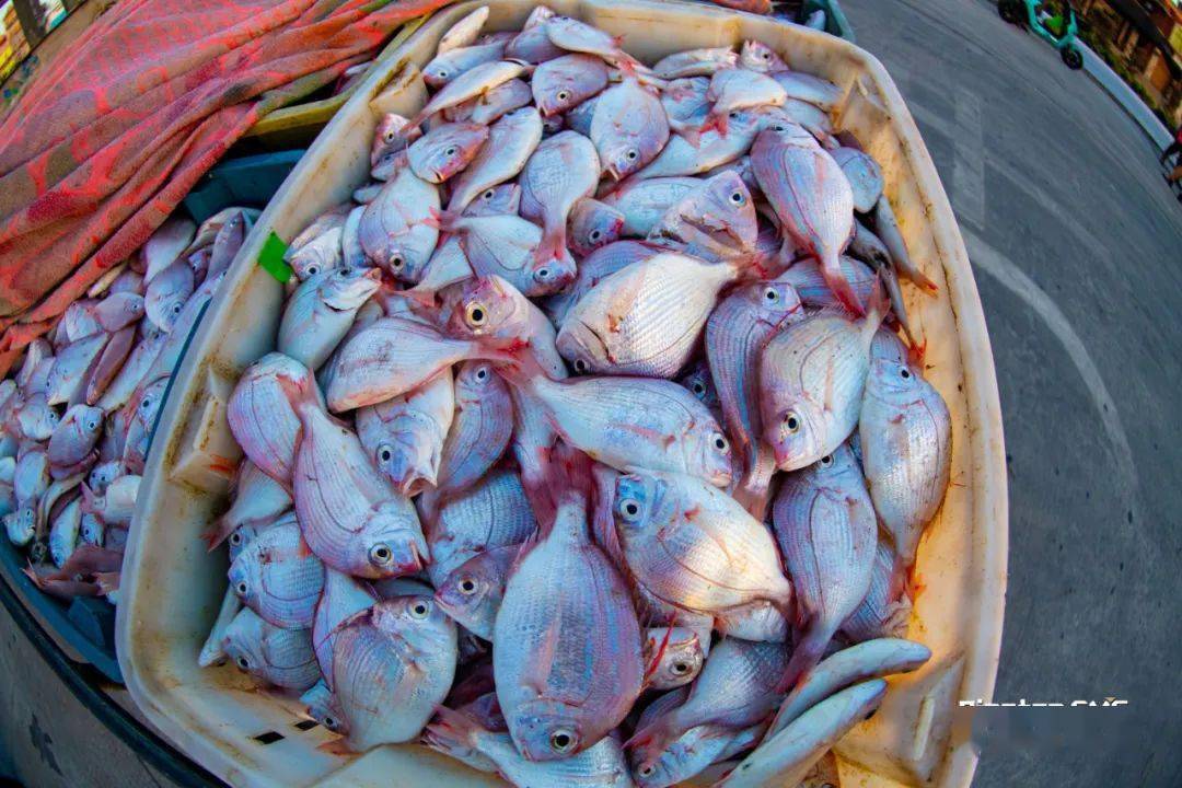 这里有68海鲜码头豪香海鲜城朵咕·海岛菜等海鲜酒楼保证让你鲜到咂舌