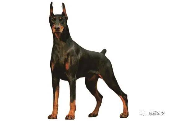 土耳其坎高犬kangaldog32. 巴西菲勒犬brazilianfila33.