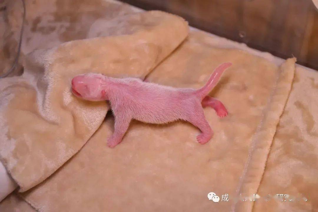 确实有粉色的大熊猫!不信你们看熊小滚游客2大熊猫还有粉的,染色了?