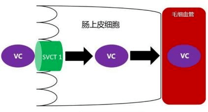 幾塊和幾百的維c有什麼區別_維生素_人體_合成