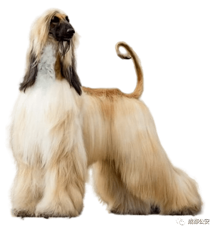 大白熊犬(比利牛斯山犬)greatpyrenees27. 拳师犬boxer28.