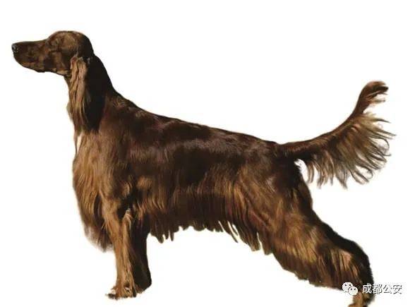 土耳其坎高犬kangaldog30. 马林诺斯犬(马犬)belgianmalinois29.