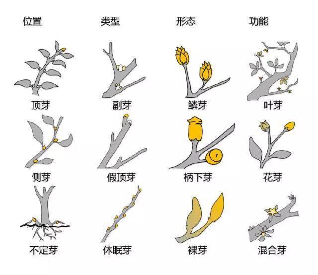 合果芋变态根类型图片