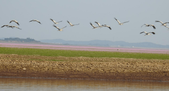 九江市發佈10個觀鳥點和8條觀鳥旅遊線路_鄱陽湖_候鳥_溼地