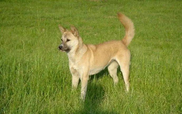 《成都市限养区禁养犬品种目录和大型犬标准》发布_物业_牧羊犬_猎犬