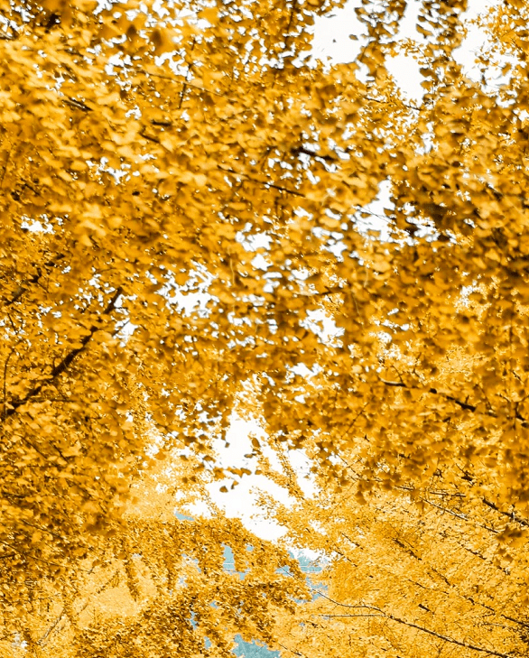 9-10成行【金秋桐子坳 十万株枫叶】摄中国银杏第一村,漫步湘江大峡谷