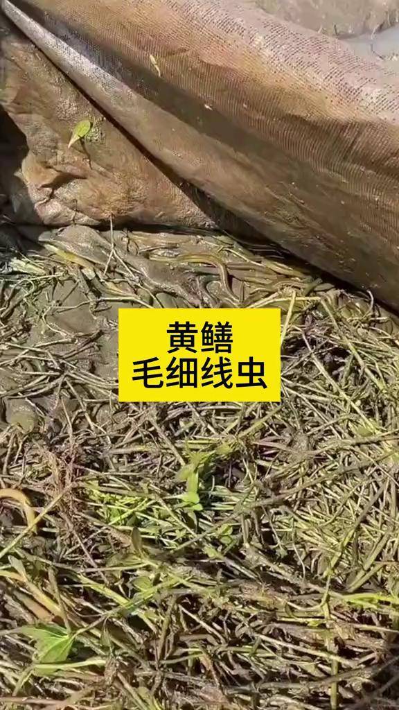 黄鳝养殖过程肿毛细线虫 #鳝鱼养殖基地 #黄鳝养殖技术 #黄鳝寄生虫